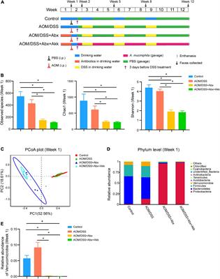 The negative effect of Akkermansia muciniphila-mediated post-antibiotic reconstitution of the gut microbiota on the development of colitis-associated colorectal cancer in mice